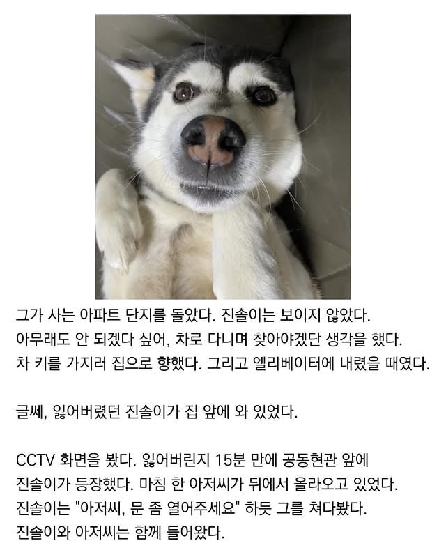 마트에서 반려견 잃어버림 | 인스티즈