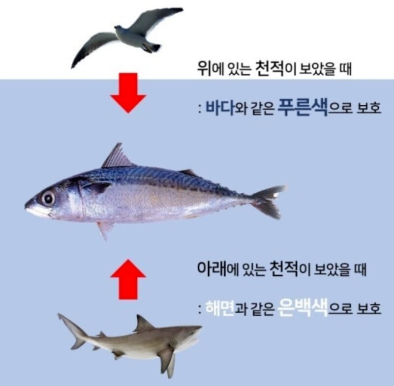 등이 푸른 이유 | 인스티즈