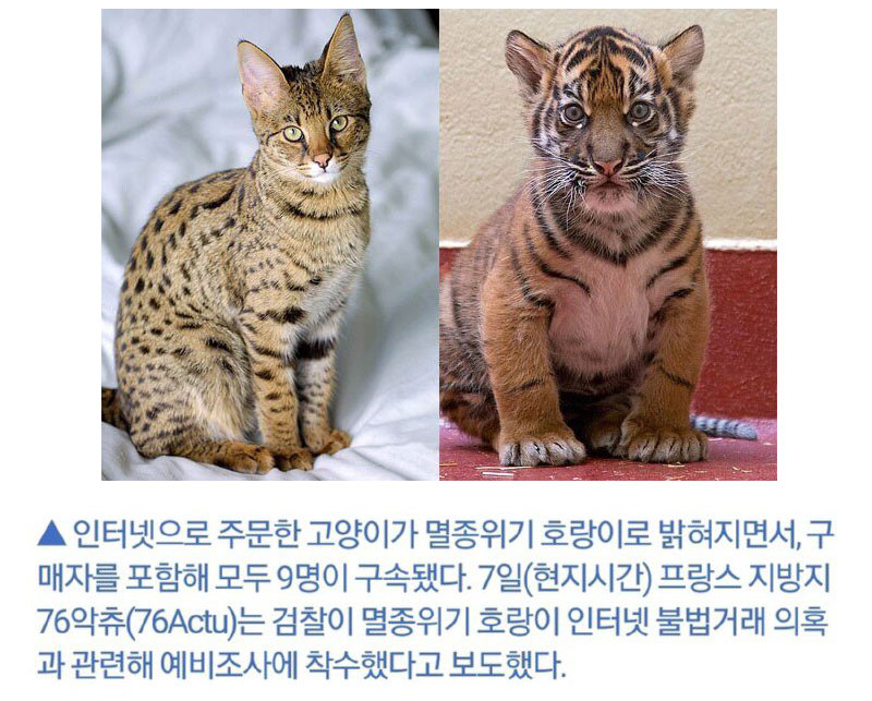 인터넷으로 산 고양이 | 인스티즈