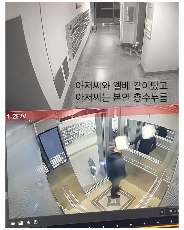 마트에서 반려견 잃어버림 | 인스티즈