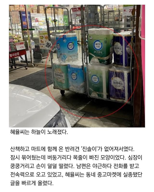 마트에서 반려견 잃어버림 | 인스티즈