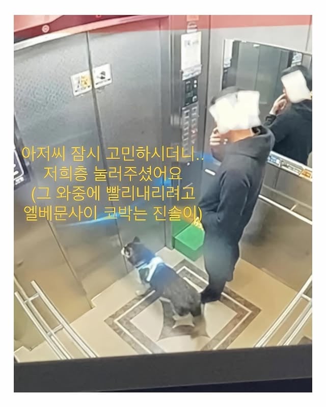 마트에서 반려견 잃어버림 | 인스티즈