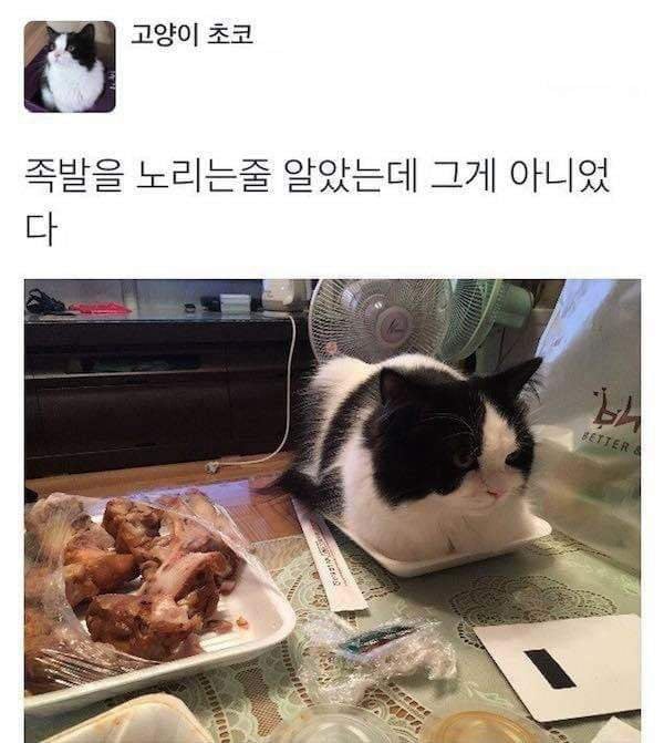 족발을 노리는 줄 알았다 | 인스티즈