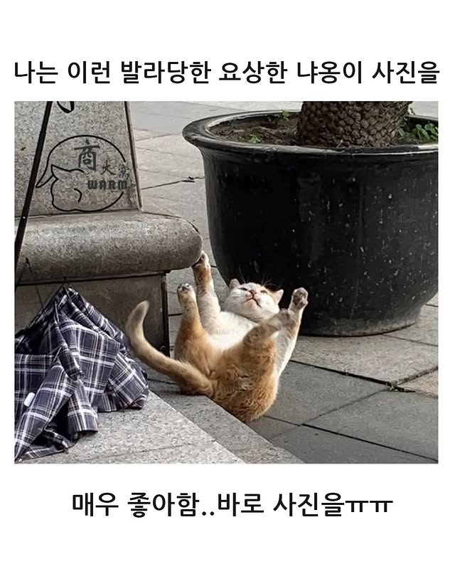 튀르키예의 길고양이 주의문구 | 인스티즈