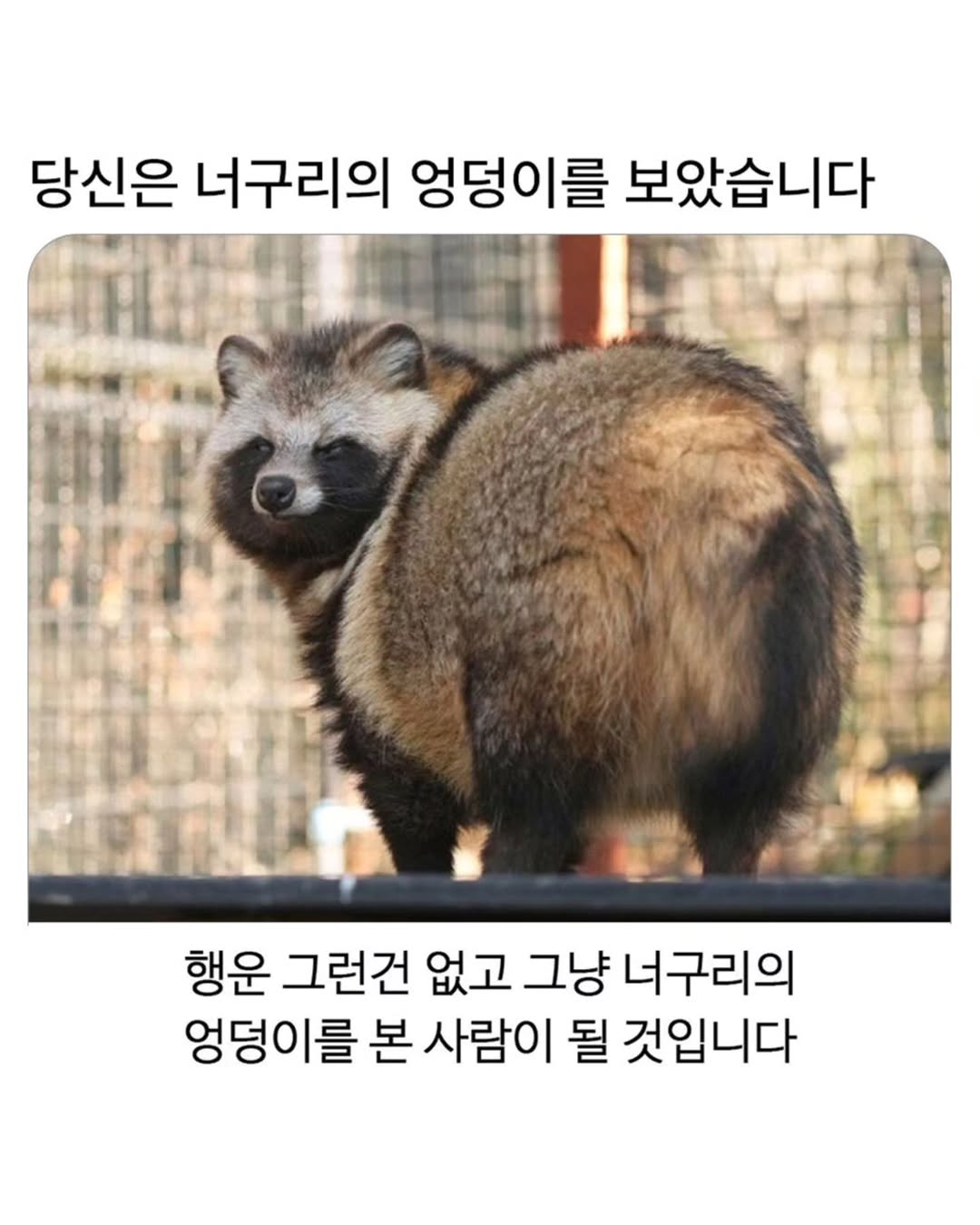 당신은 너구리의 엉덩이를 보았습니다 | 인스티즈