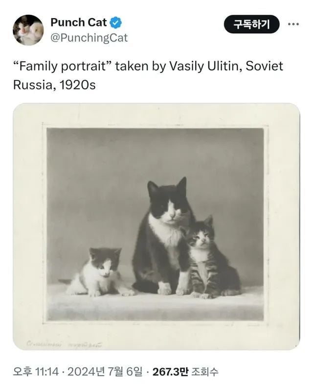 1920년도에 찍은 고양이 가족사진 | 인스티즈