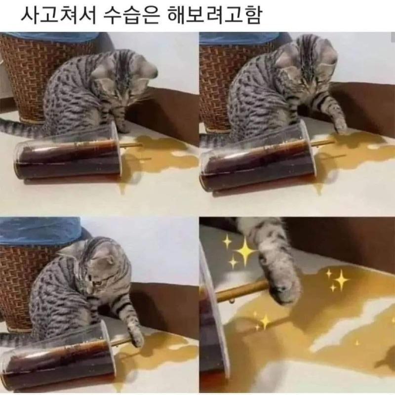 사고쳐서 수습냥 | 인스티즈