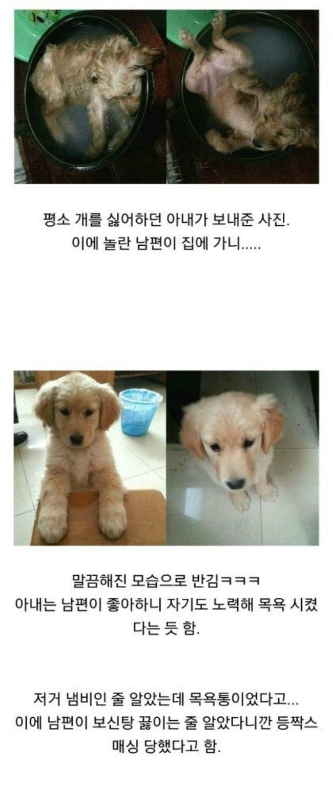 개를 싫어하는 아내가 보내준 사진 | 인스티즈