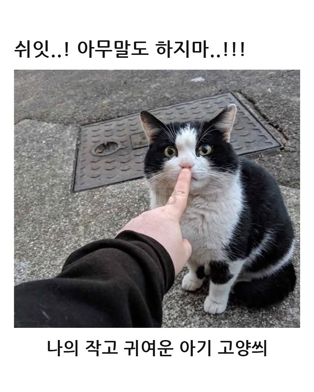 튀르키예의 길고양이 주의문구 | 인스티즈
