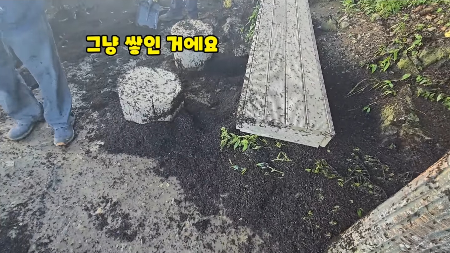 직접 가본 피셜 재앙수준이라는 인천 계양산 상황...jpg | 인스티즈