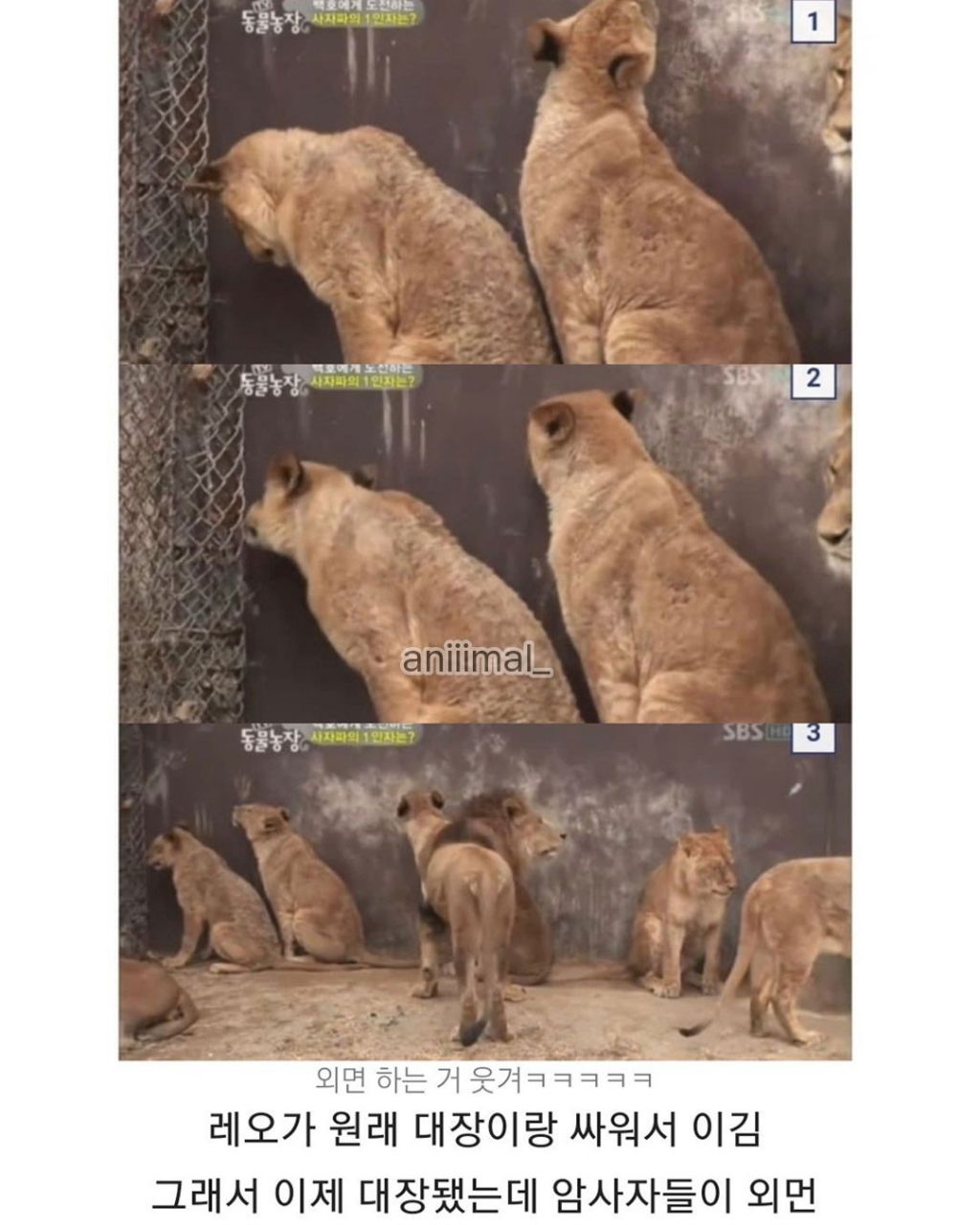 못생긴 숫사자와 잘생긴 숫사자 | 인스티즈