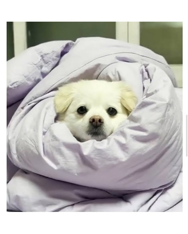 자기집 강아지 품종 알려달라는 글 | 인스티즈