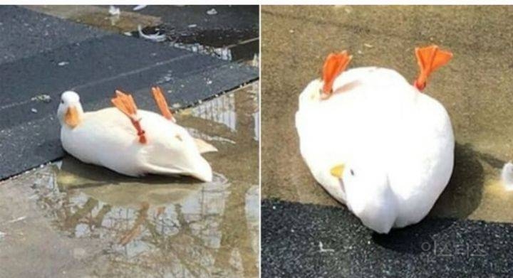 오리가 뒤집어졌을때 도와줘야함 | 인스티즈