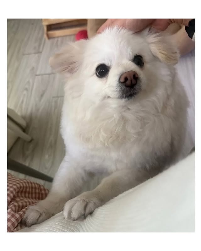 자기집 강아지 품종 알려달라는 글 | 인스티즈