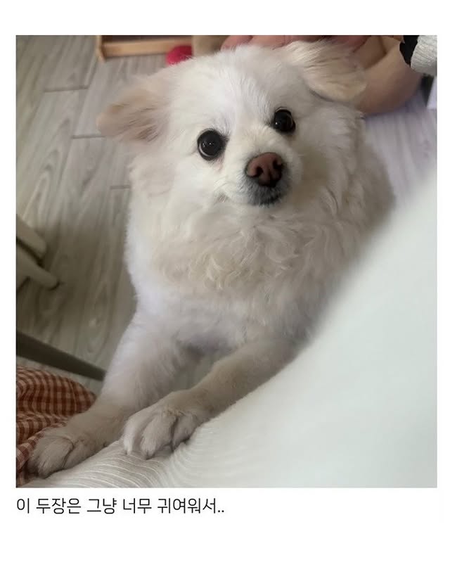 자기집 강아지 품종 알려달라는 글 | 인스티즈