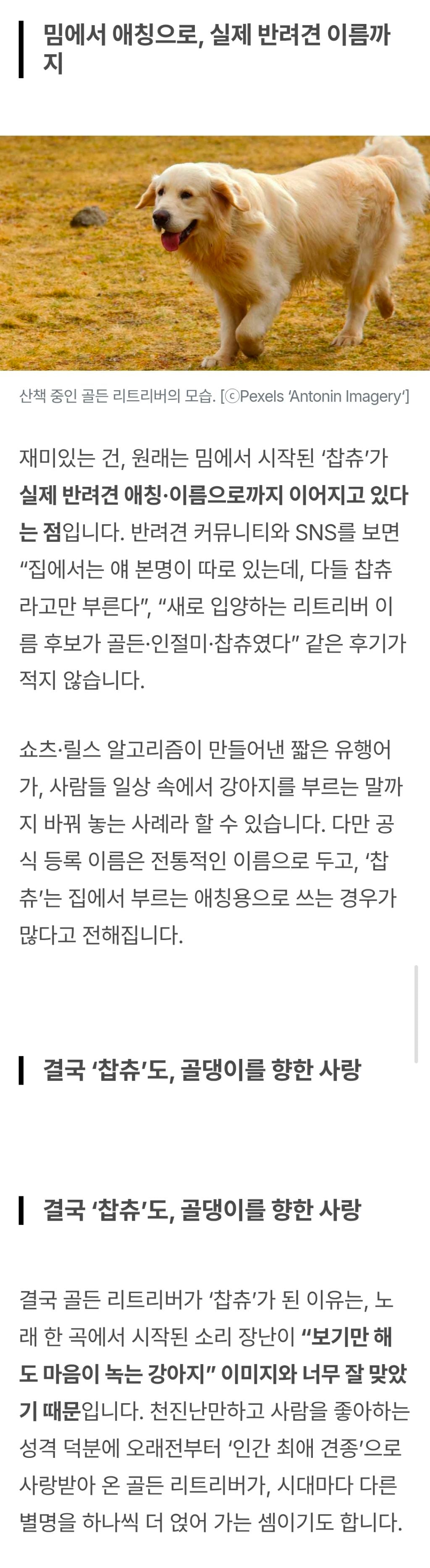"찹츄찹찹츄" 골든 리트리버가 '찹츄'가 된 이유? 유튜브 쇼츠로 시작된 최신 유행 밈 | 인스티즈