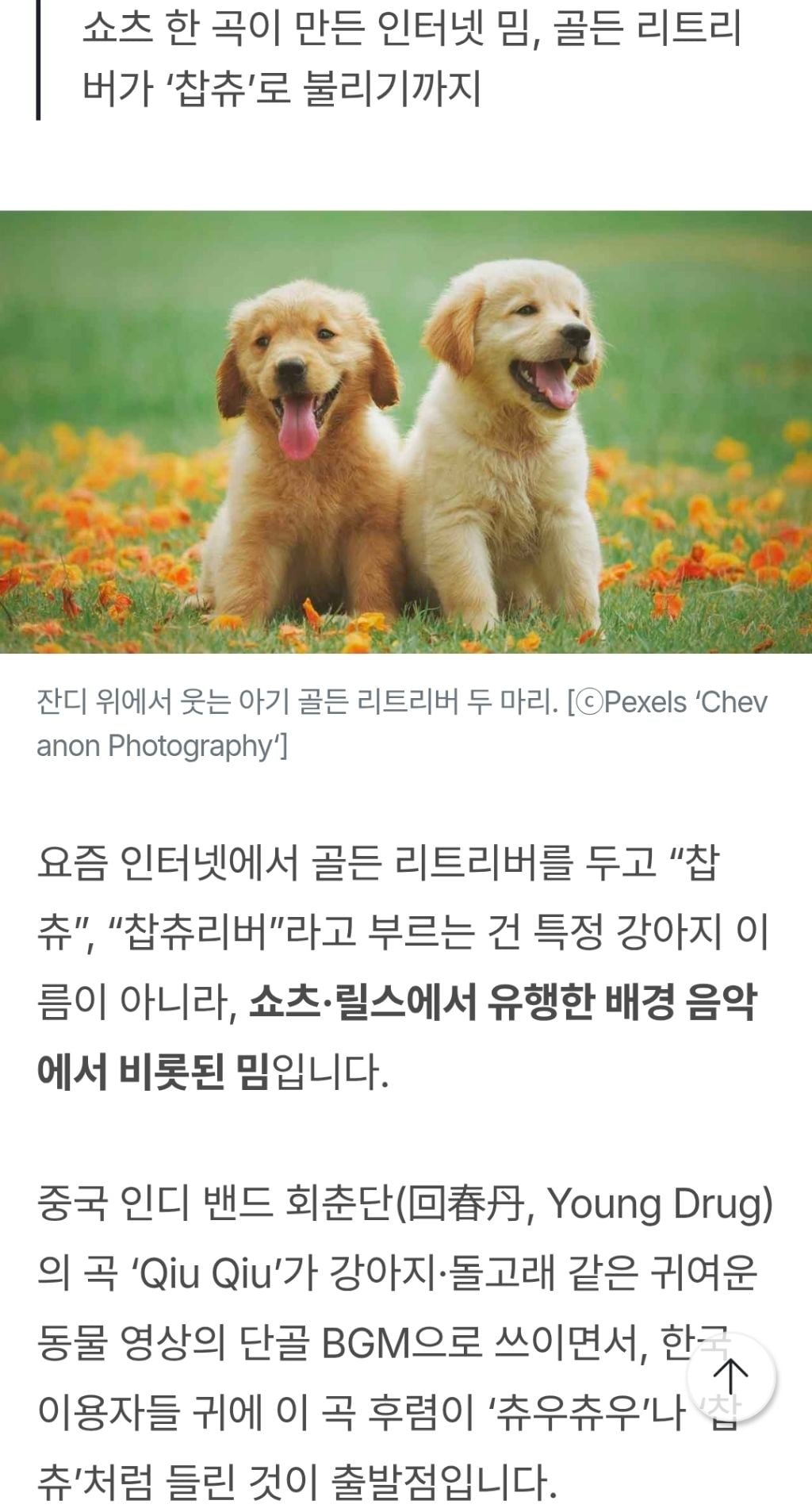 "찹츄찹찹츄" 골든 리트리버가 '찹츄'가 된 이유? 유튜브 쇼츠로 시작된 최신 유행 밈 | 인스티즈
