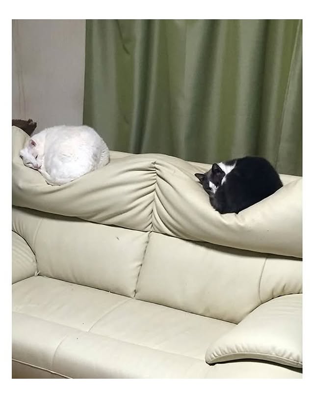 멀쩡하던 쇼파모양이 이상해진 이유 | 인스티즈