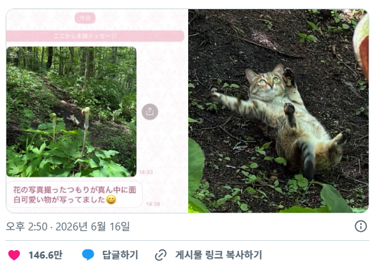 할머니가 보내주신 사진 속 고양이가 너무 웃겼어 | 인스티즈