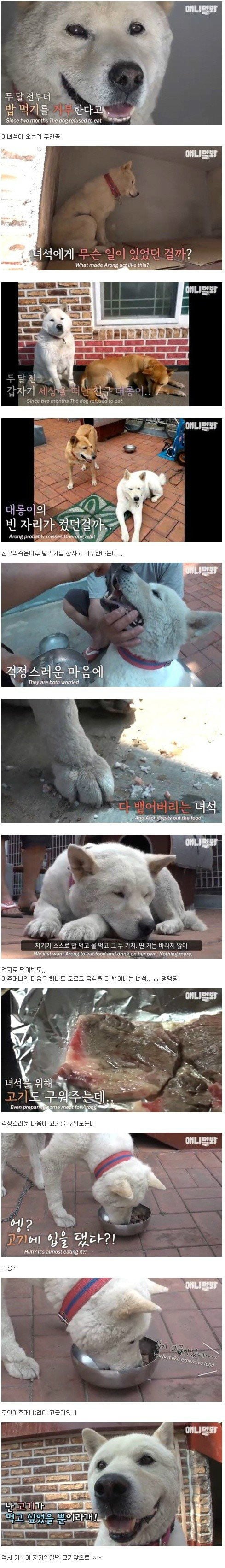 댕댕이가 밥을 안 먹는 이유 | 인스티즈