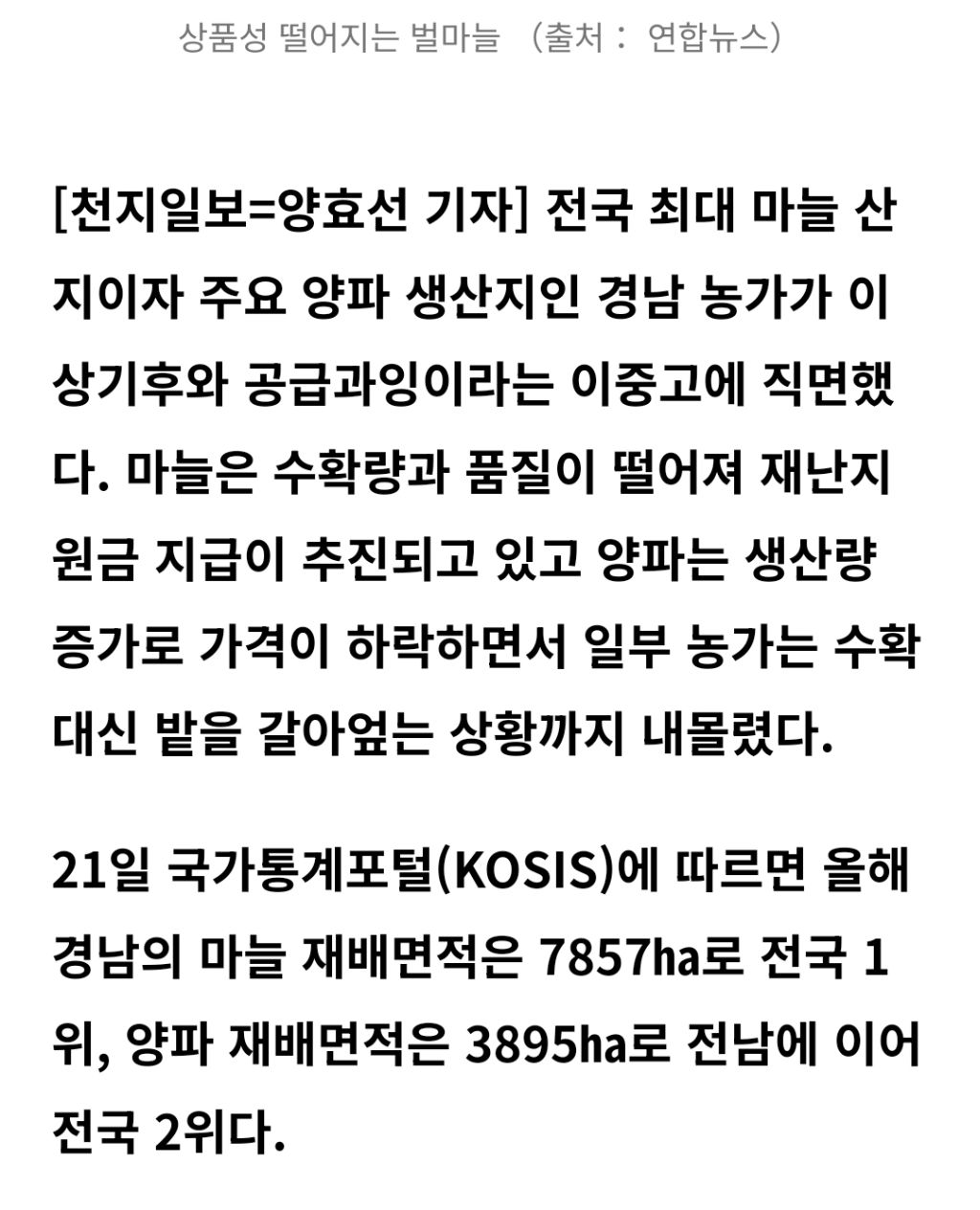 마늘은 녹고 양파는 갈아엎고… 경남 농가 덮친 '이상기후·공급과잉' 이중고 | 인스티즈