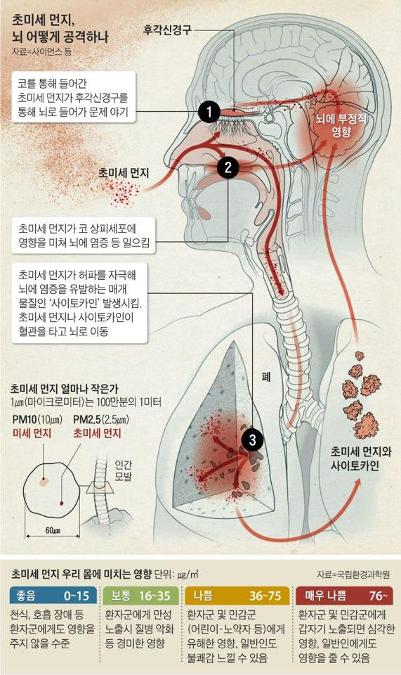 뇌를 공격하는 초미세먼지 | 인스티즈