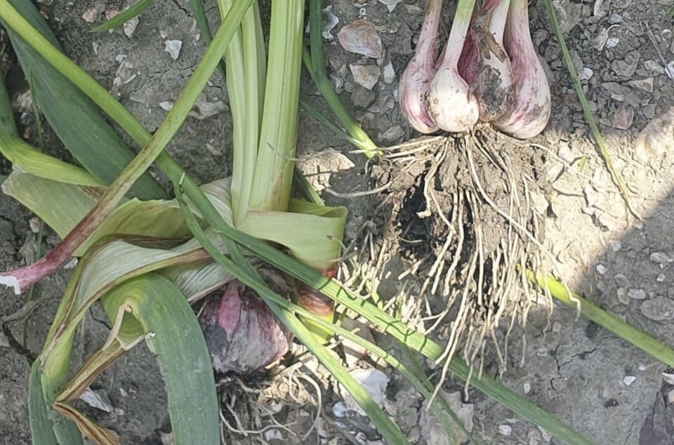 마늘은 녹고 양파는 갈아엎고… 경남 농가 덮친 '이상기후·공급과잉' 이중고 | 인스티즈