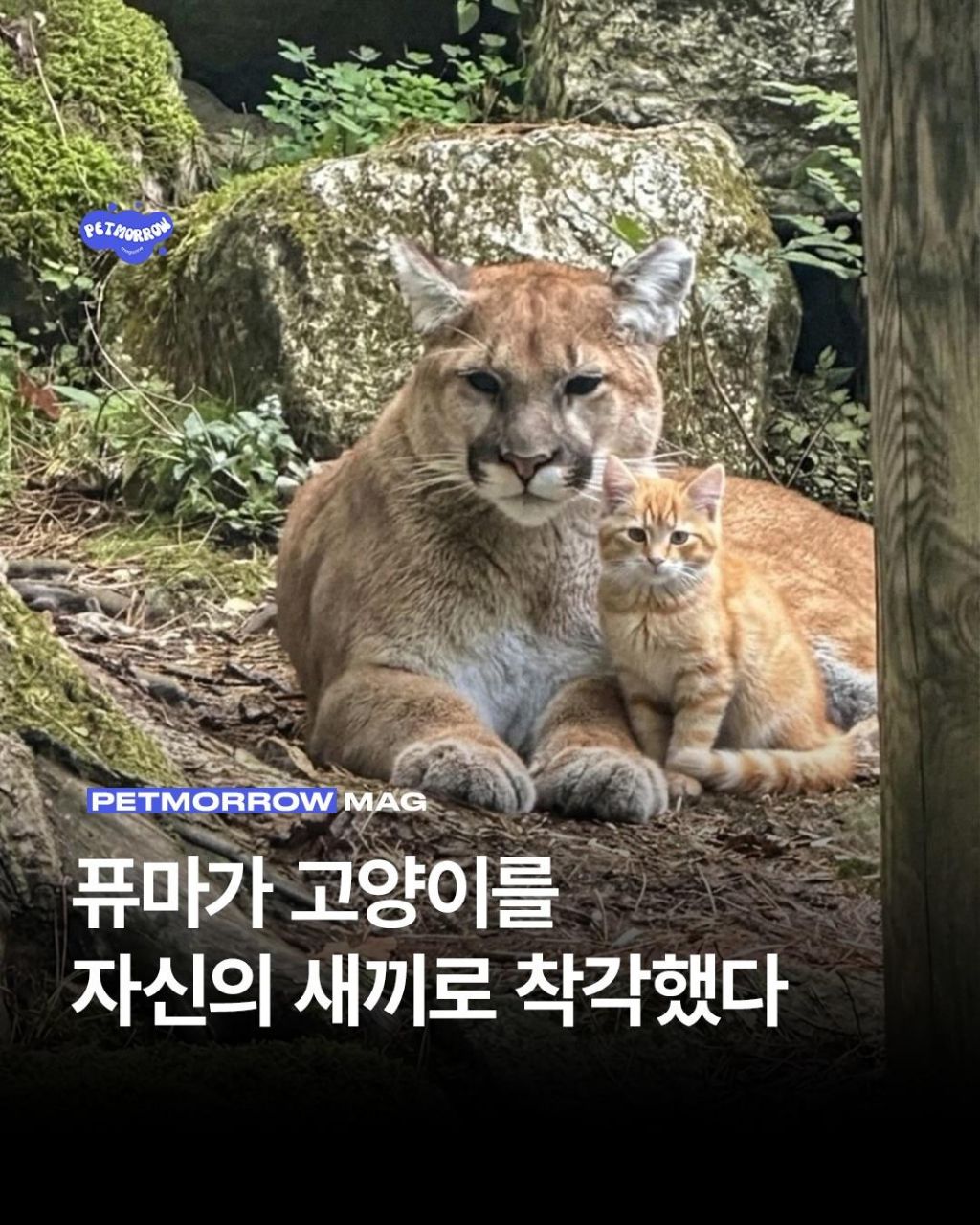 퓨마 : 다른 애들은 다 자라는데 얘는 왜 안자라지ㅠㅠㅠ | 인스티즈
