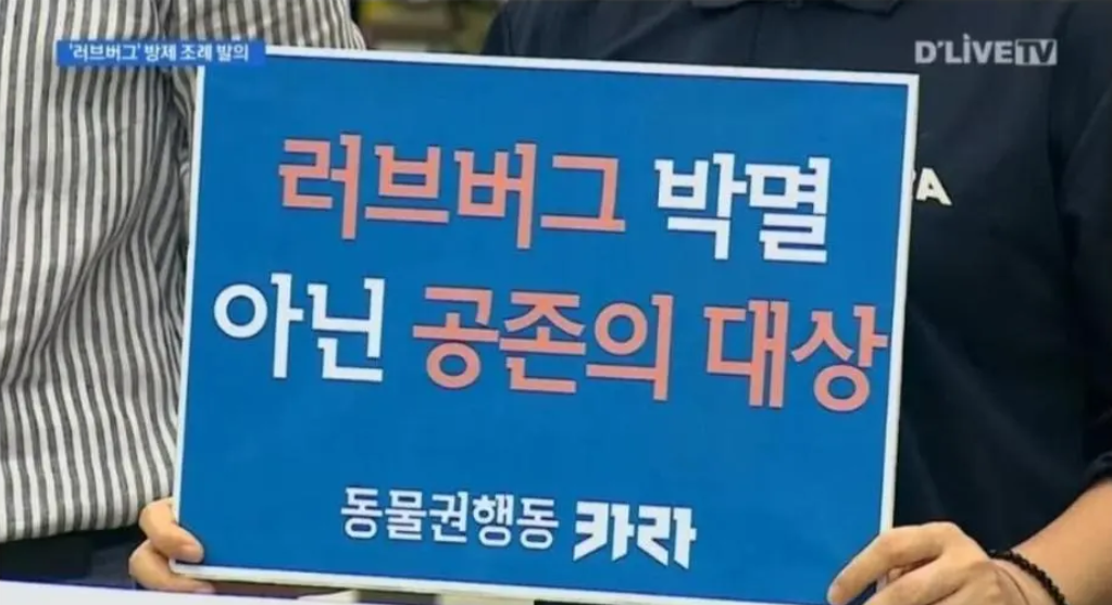 동물 보호단체 "러브버그는 박멸이 아닌 공존의 대상" | 인스티즈