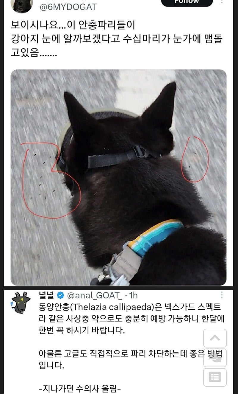 강아지 눈알에 알을 낳는다는 안충파리 | 인스티즈