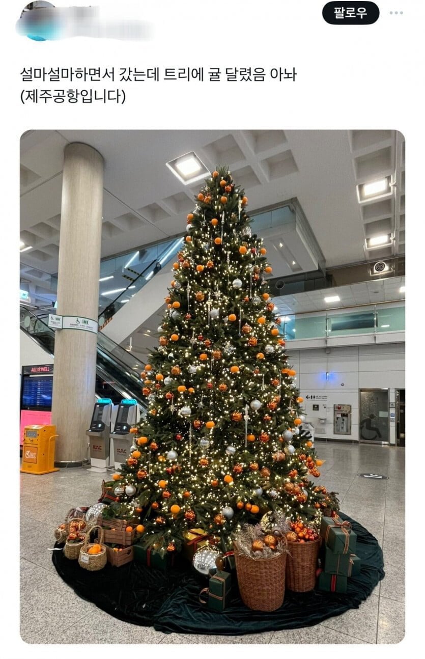 제주공항 감귤트리 | 인스티즈