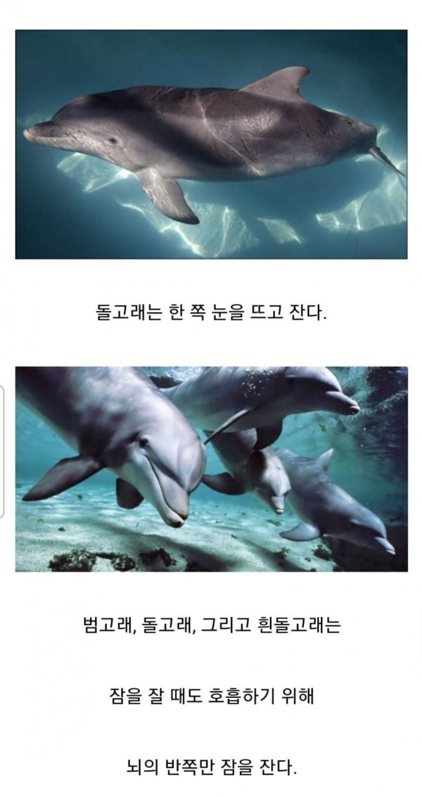 돌고래가 자는 방식 | 인스티즈