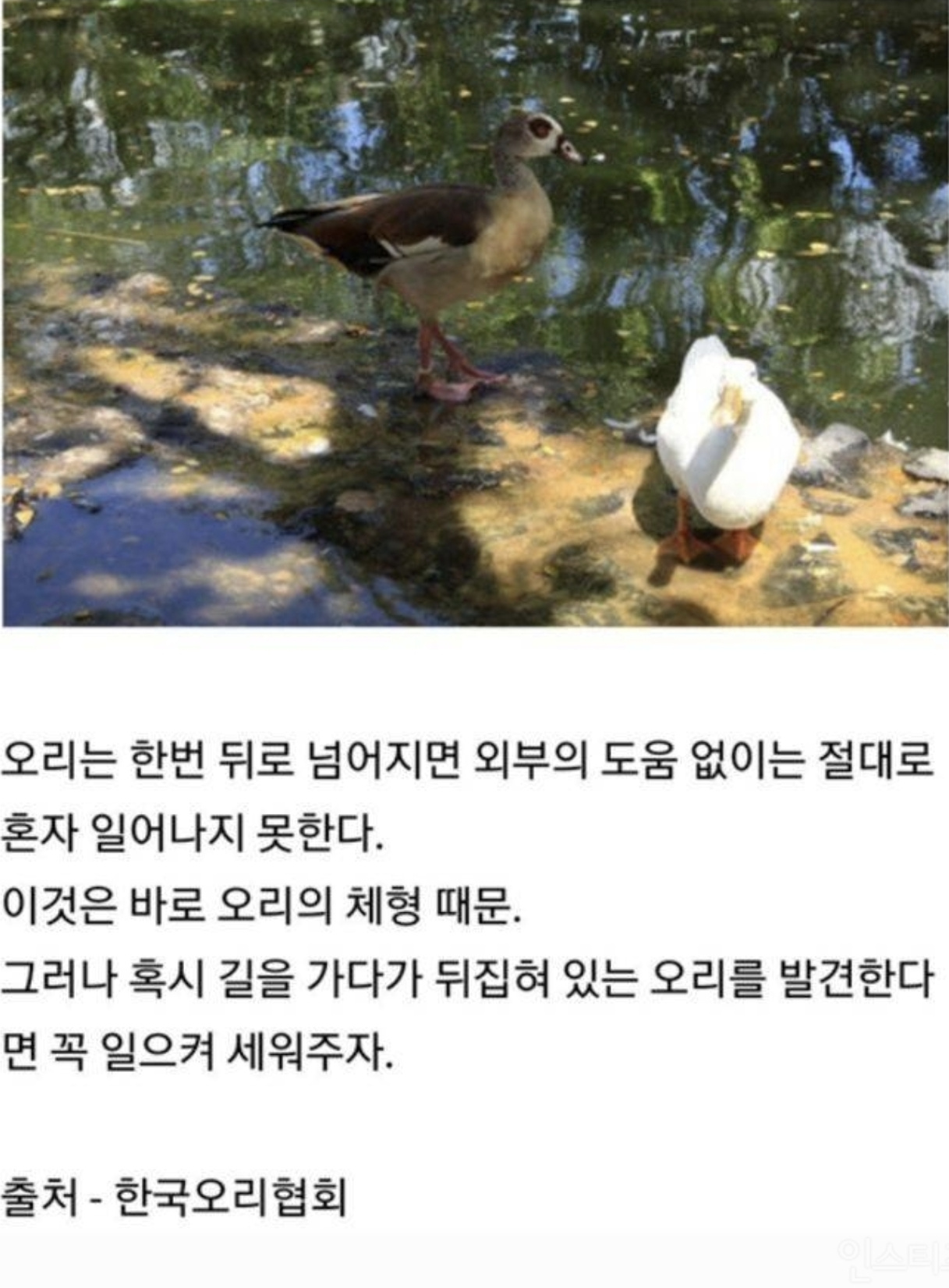 오리가 뒤집어졌을때 도와줘야함 | 인스티즈
