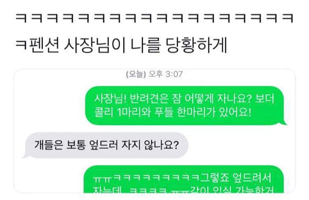 반려견은 어떻게 자나요? | 인스티즈