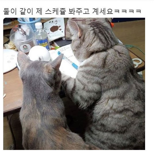 집사야 스케줄 확인 좀 하자 | 인스티즈