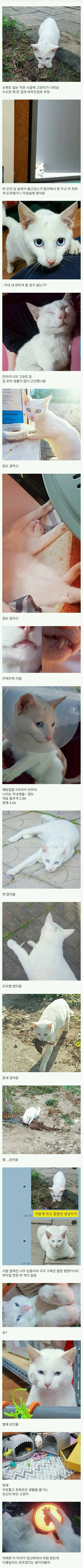 시골에 버려진 고양이 | 인스티즈