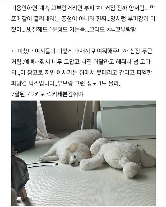 자기집 강아지 품종 알려달라는 글 | 인스티즈