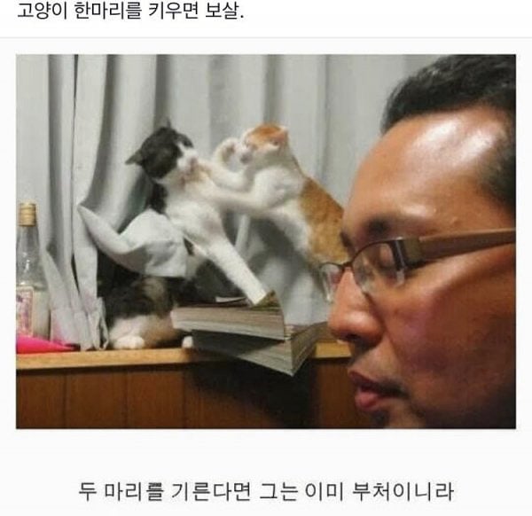 고양이를 한마리 키우면 보살 | 인스티즈