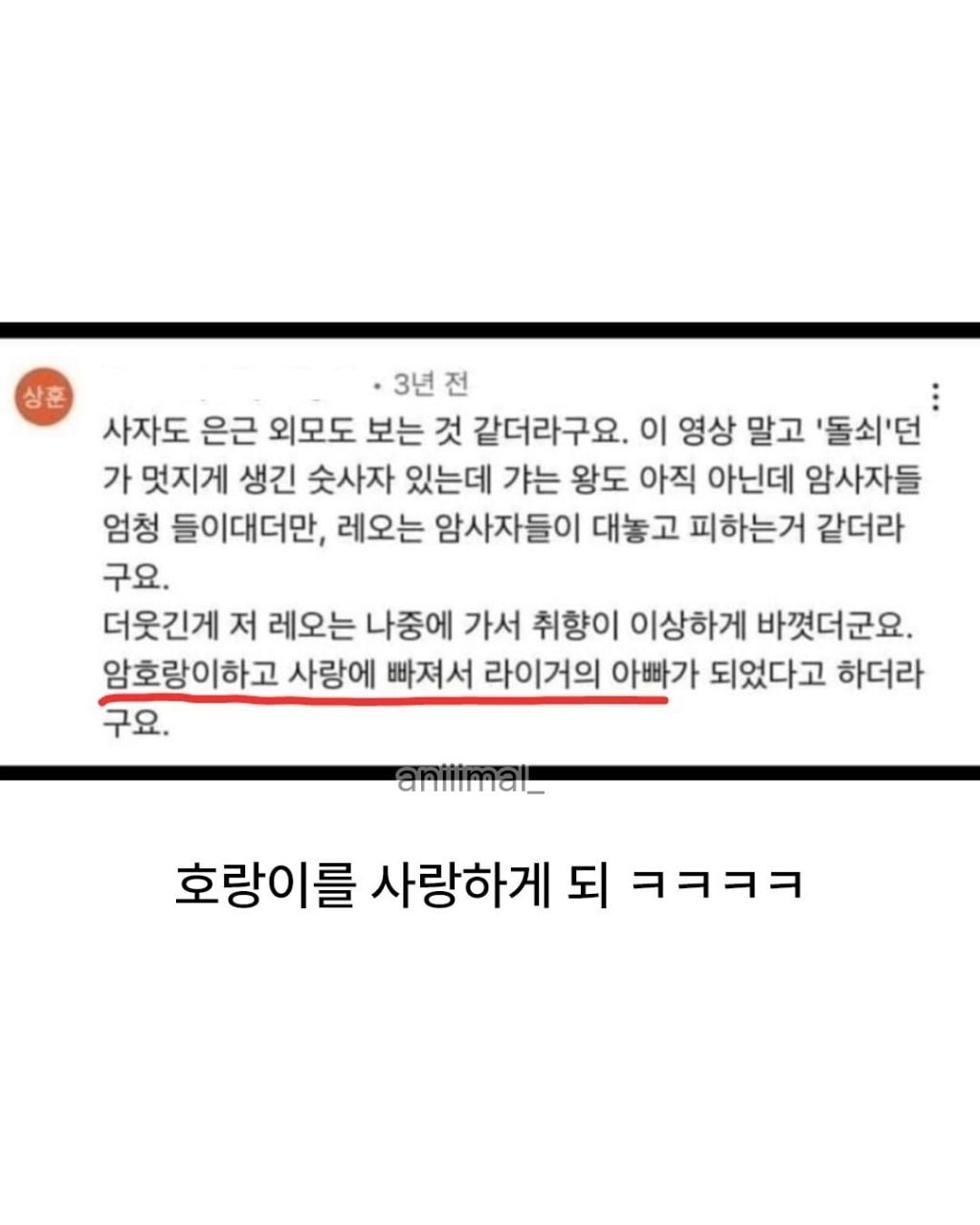못생긴 숫사자와 잘생긴 숫사자 | 인스티즈