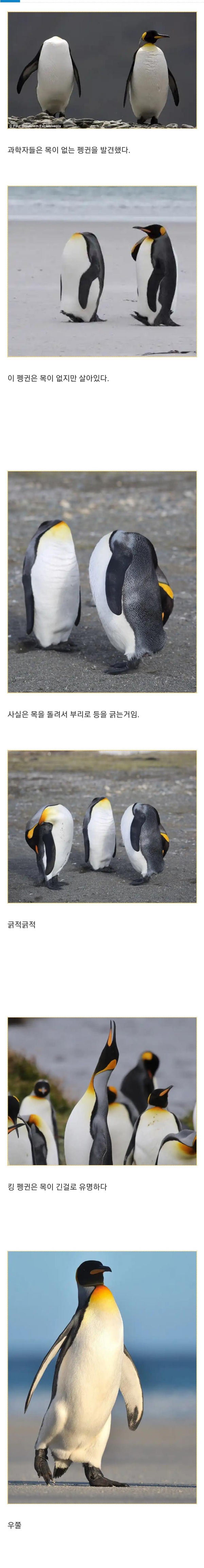 목이 없는 펭귄 | 인스티즈