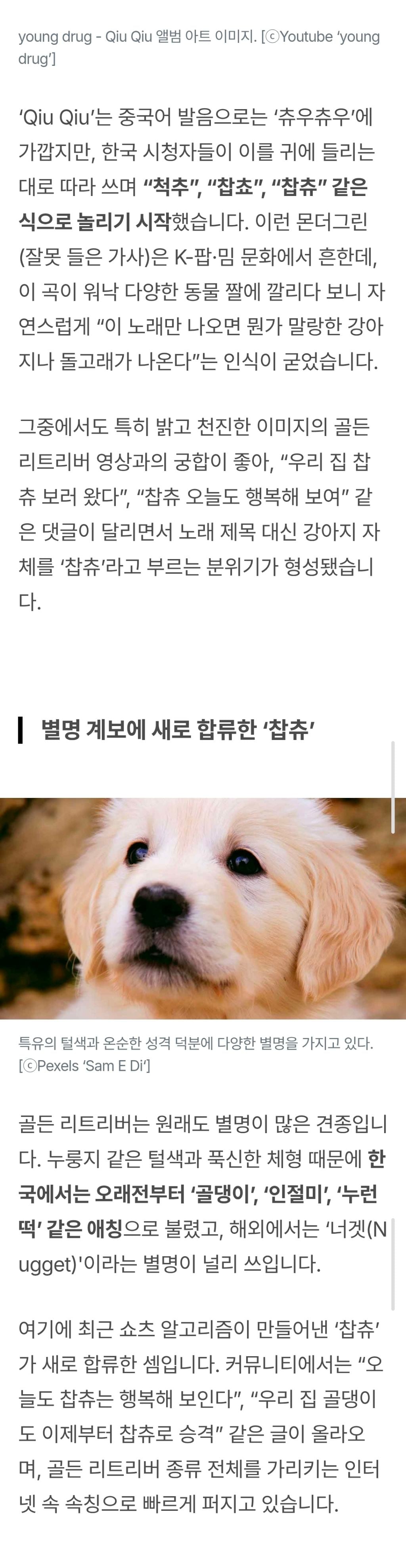 "찹츄찹찹츄" 골든 리트리버가 '찹츄'가 된 이유? 유튜브 쇼츠로 시작된 최신 유행 밈 | 인스티즈