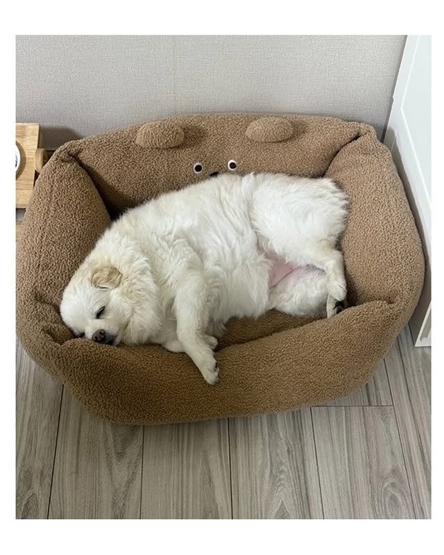자기집 강아지 품종 알려달라는 글 | 인스티즈