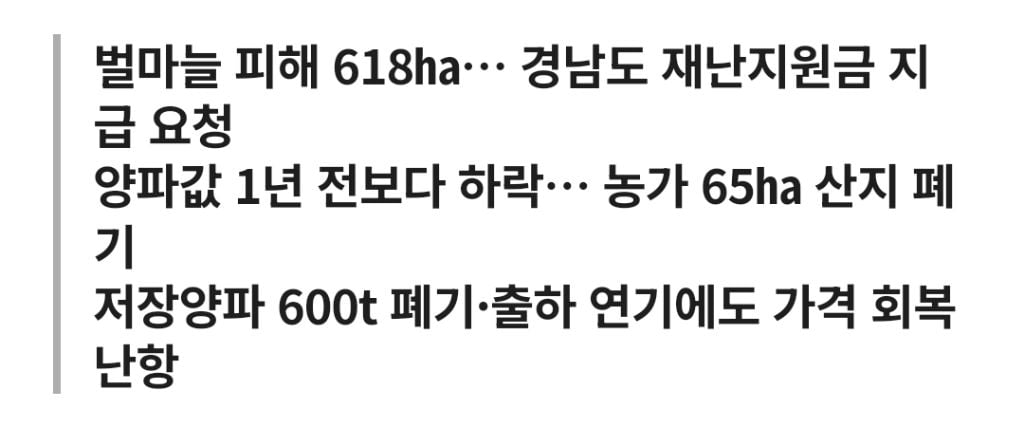 마늘은 녹고 양파는 갈아엎고… 경남 농가 덮친 '이상기후·공급과잉' 이중고 | 인스티즈