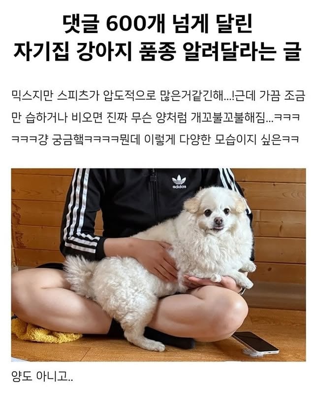 자기집 강아지 품종 알려달라는 글 | 인스티즈