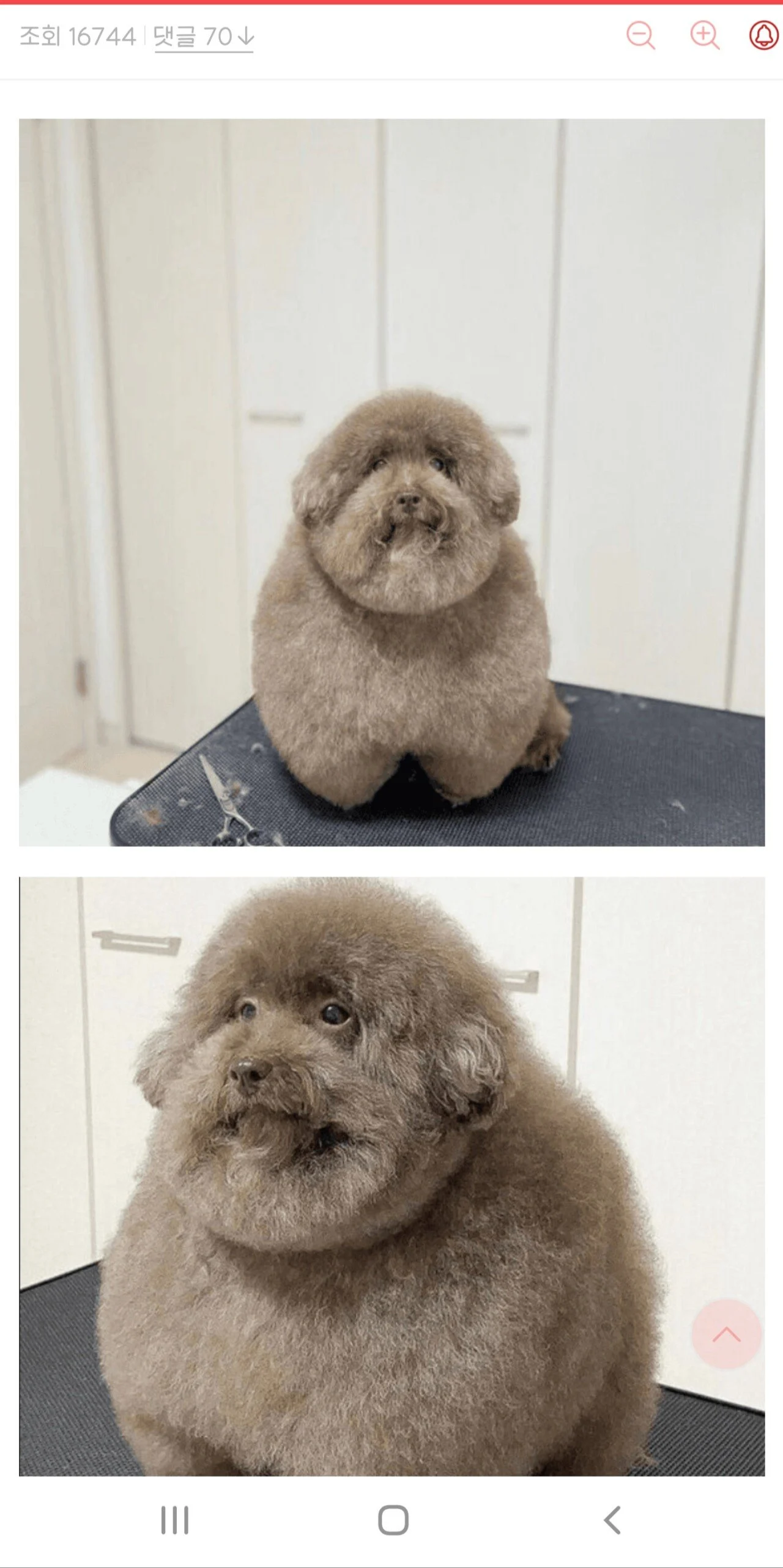 미용하고 오더니 밥을 안먹는 강아지 | 인스티즈