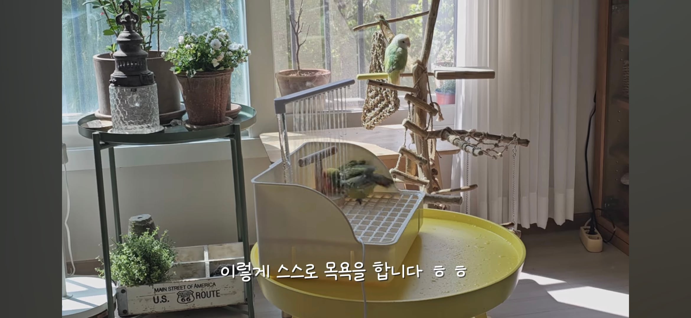 다이소로 만든 연못 정원🌿 관리 (+🐦🦜) | 인스티즈