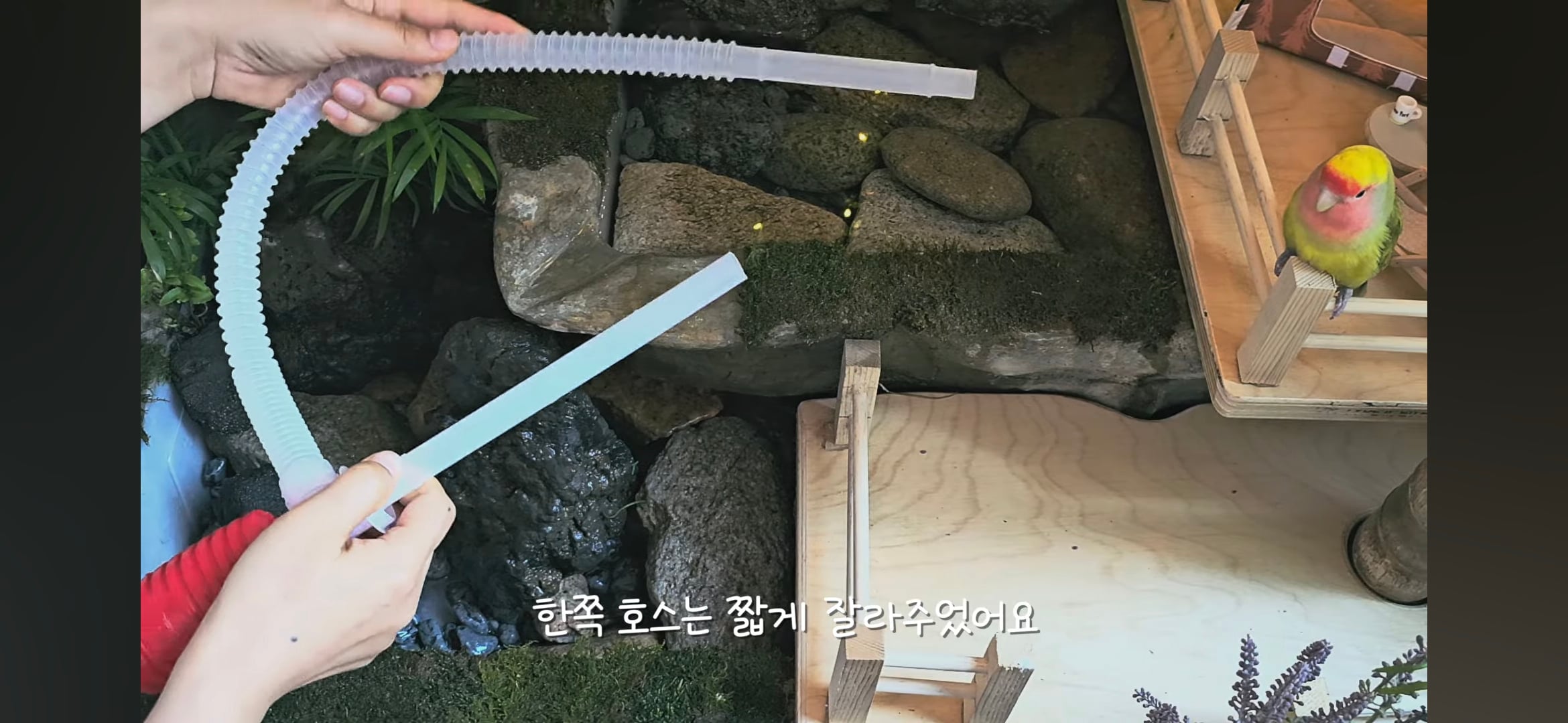 다이소로 만든 연못 정원🌿 관리 (+🐦🦜) | 인스티즈