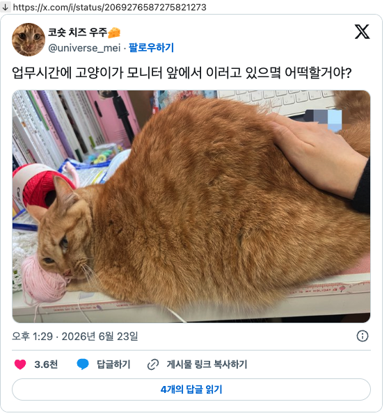 업무시간에 고양이가 모니터 앞에서 이러고 있으몈 어떡할거야? | 인스티즈