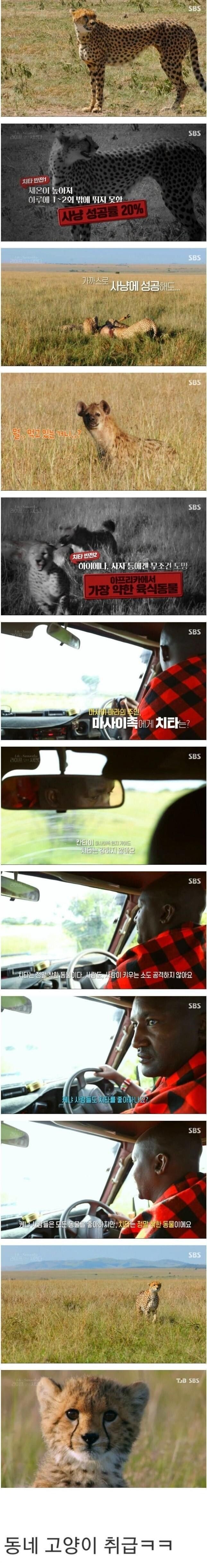 아프리카 현지인들이 보는 치타의 모습 | 인스티즈