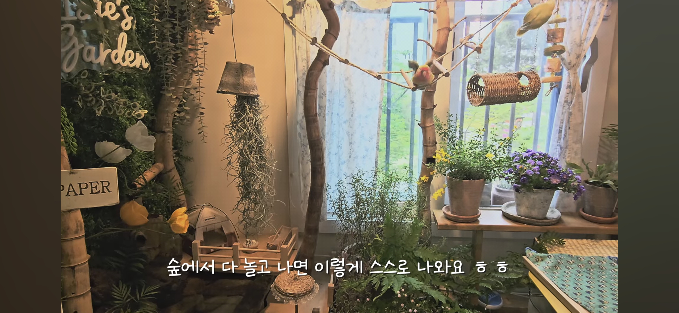다이소로 만든 연못 정원🌿 관리 (+🐦🦜) | 인스티즈